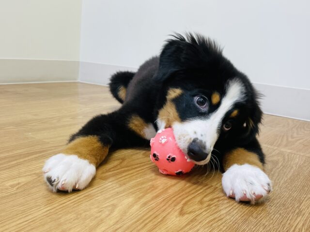 バーニーズマウンテンドッグ