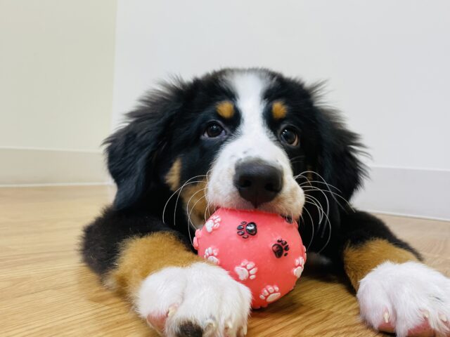 バーニーズマウンテンドッグ