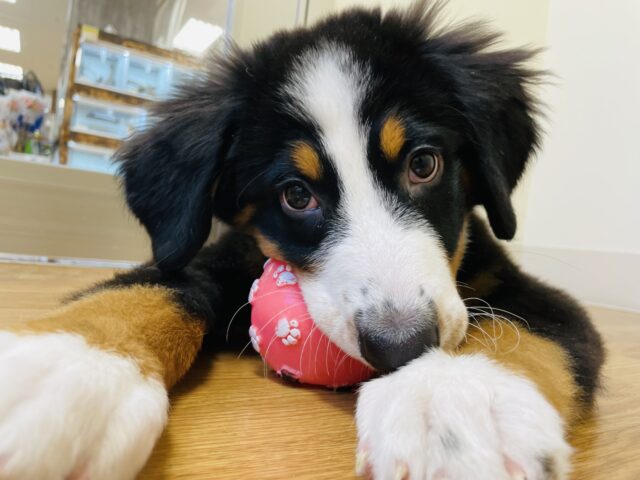 バーニーズマウンテンドッグ