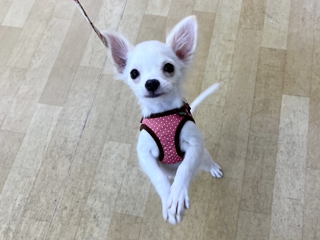 ポメチー（ポメチワ）