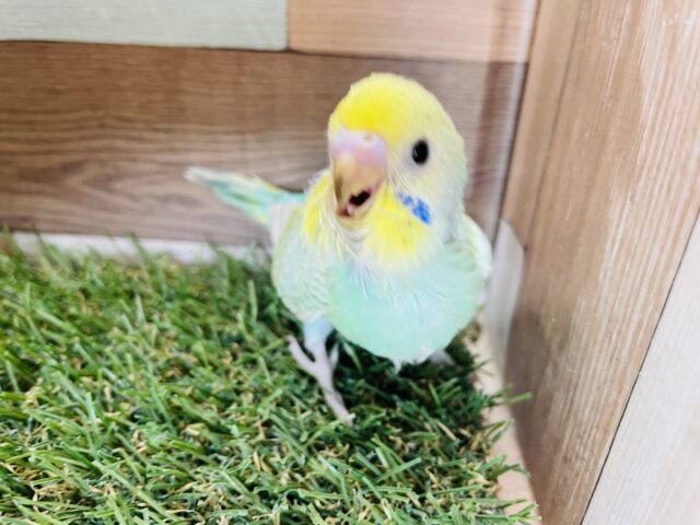 セキセイインコ