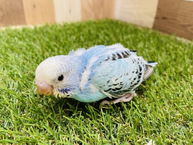 セキセイインコ