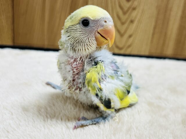 コザクラインコ（小桜インコ）