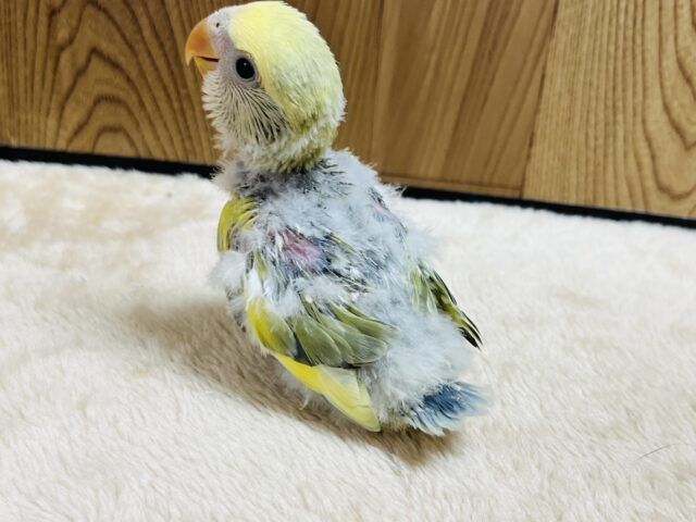 コザクラインコ（小桜インコ）