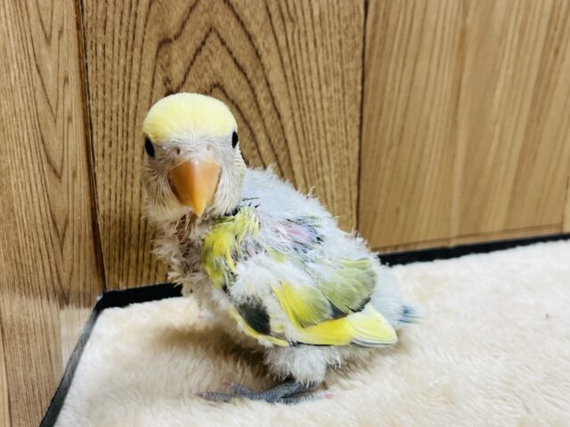 コザクラインコ（小桜インコ）