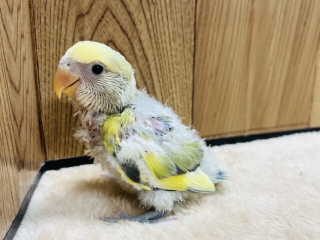 コザクラインコ（小桜インコ）