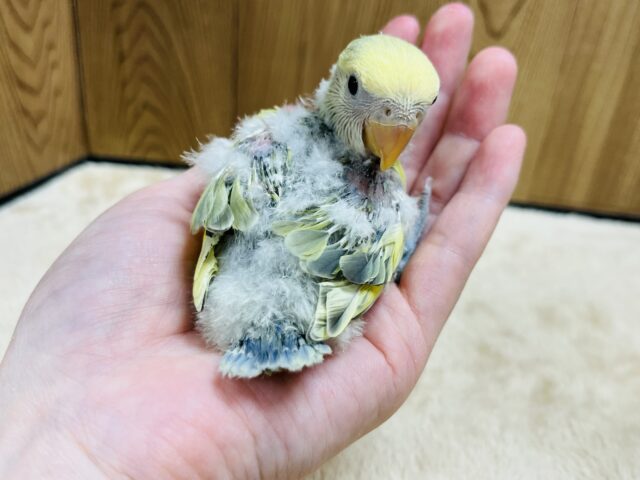 コザクラインコ（小桜インコ）