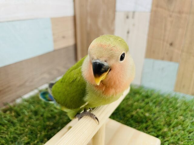 コザクラインコ（小桜インコ）