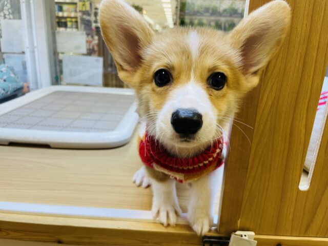 ウェルシュコーギー・ペンブローグ