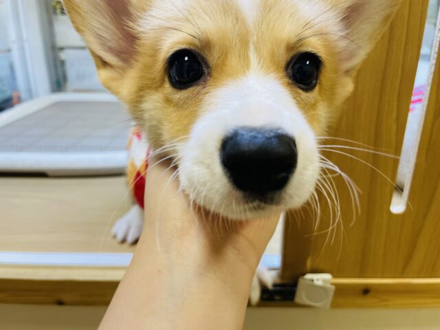 ウェルシュコーギー・ペンブローグ