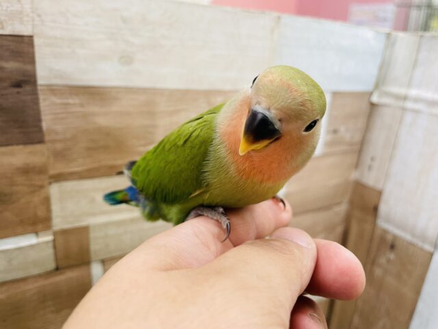 コザクラインコ（小桜インコ）