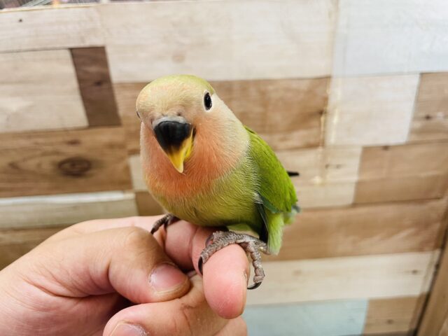 コザクラインコ（小桜インコ）