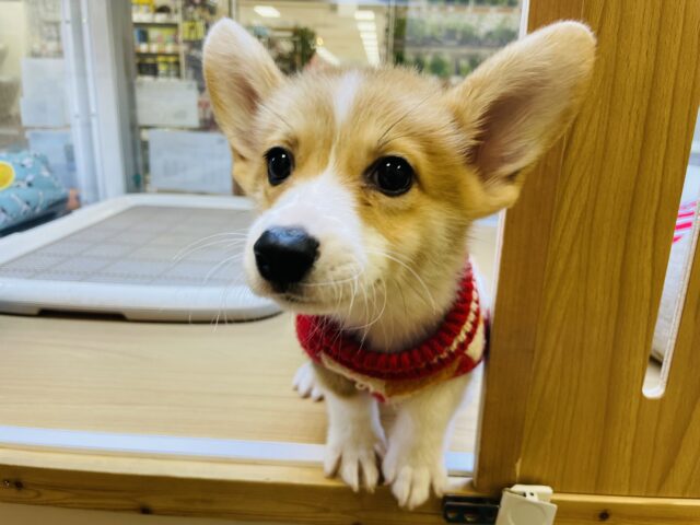 ウェルシュコーギー・ペンブローグ