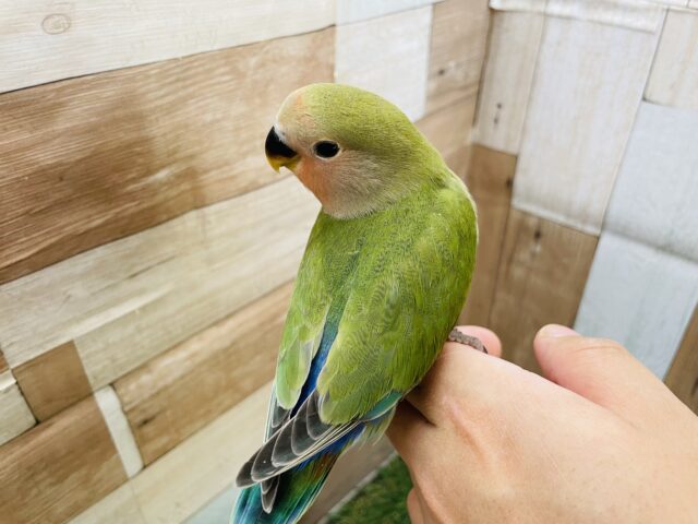 コザクラインコ（小桜インコ）