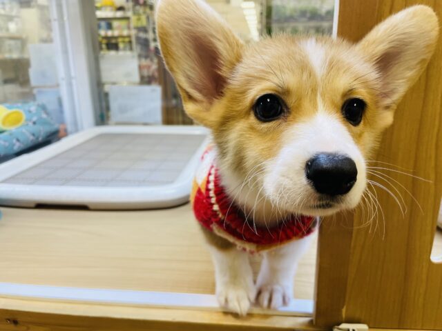 ウェルシュコーギー・ペンブローグ