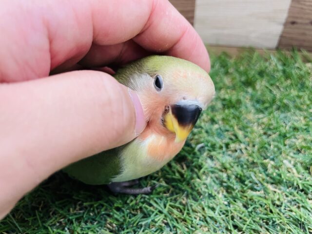 コザクラインコ（小桜インコ）