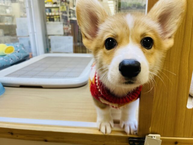 ウェルシュコーギー・ペンブローグ