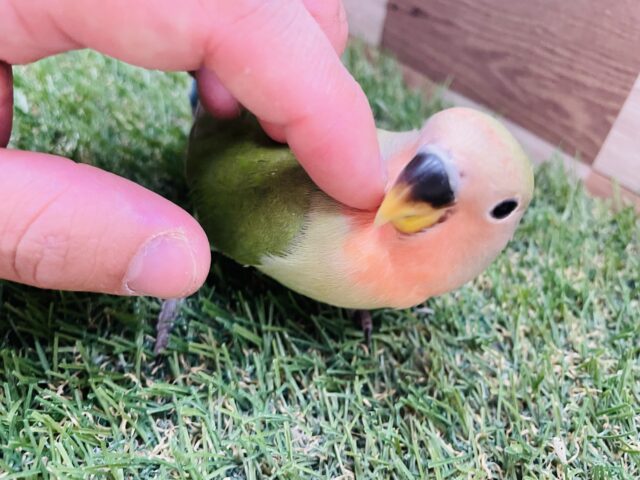 コザクラインコ（小桜インコ）