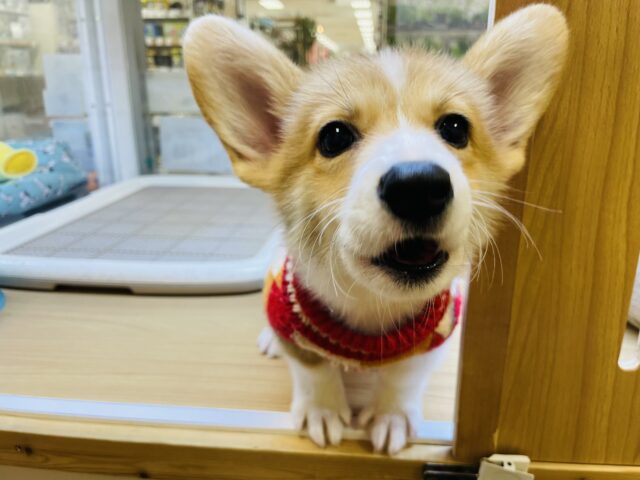 ウェルシュコーギー・ペンブローグ