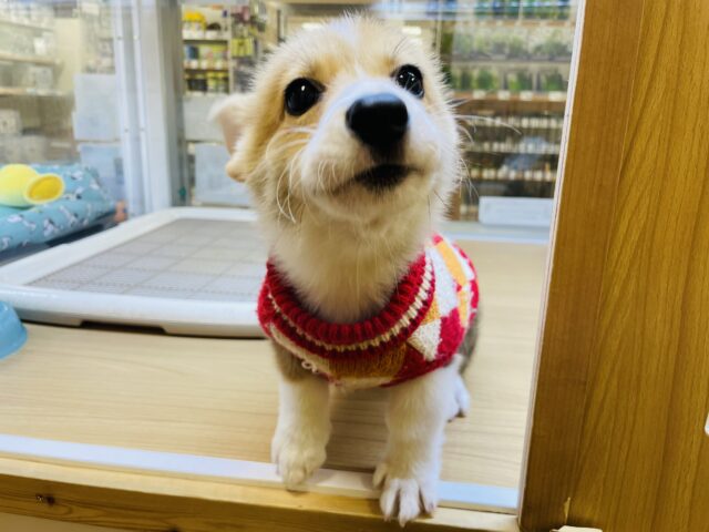 ウェルシュコーギー・ペンブローグ