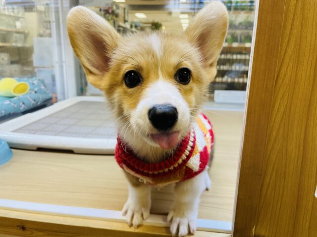 元気いっぱい❗️コーギーマン‼️ ウェルシュコーギー・ペンブローグ