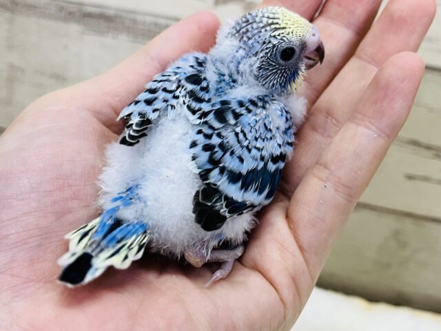 セキセイインコ