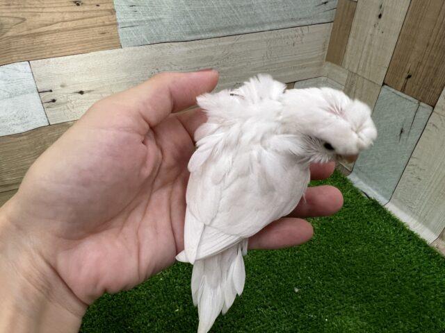 羽衣セキセイインコ