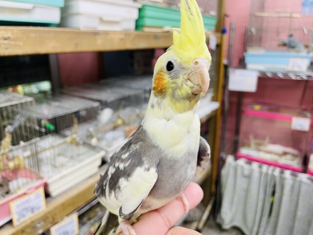 オカメインコ