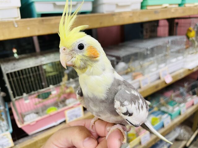 オカメインコ