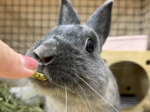 ネザーランドドワーフ