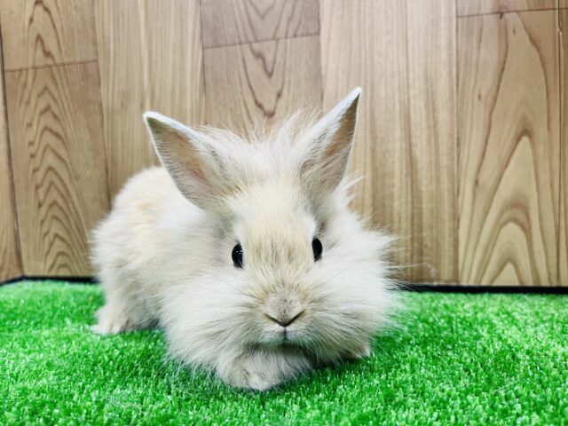 ライオンラビット