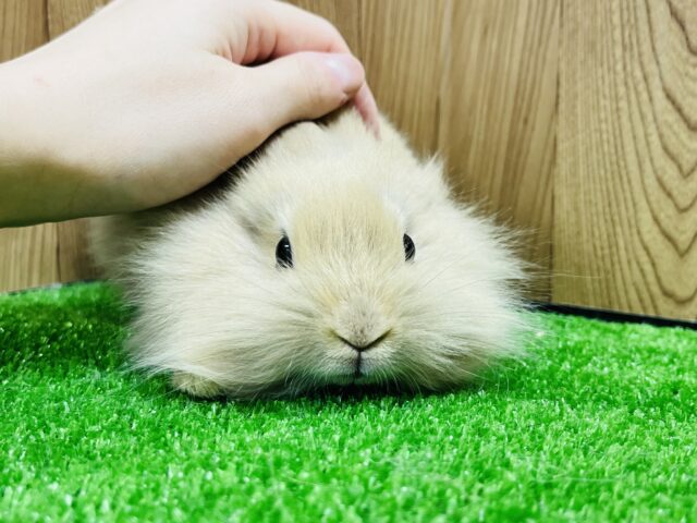 ライオンラビット