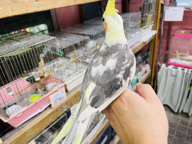 オカメインコ