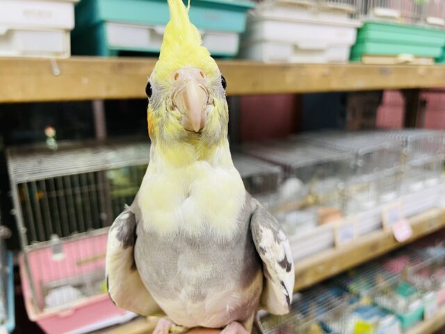 オカメインコ