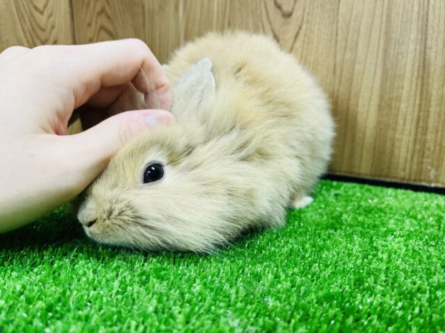 ライオンラビット