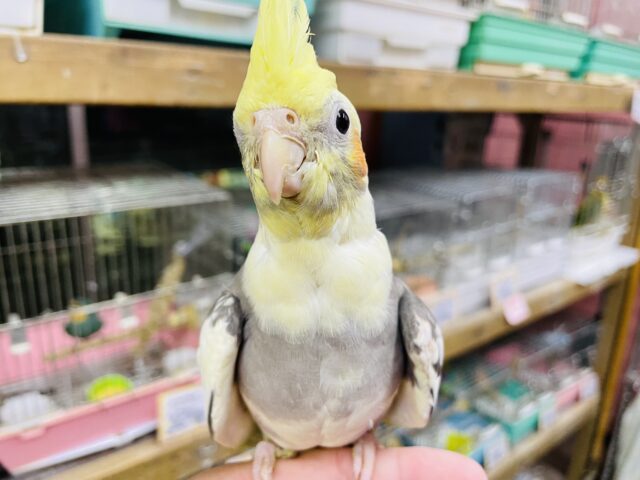 オカメインコ