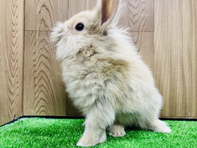 ライオンラビット