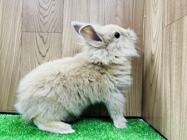 ライオンラビット