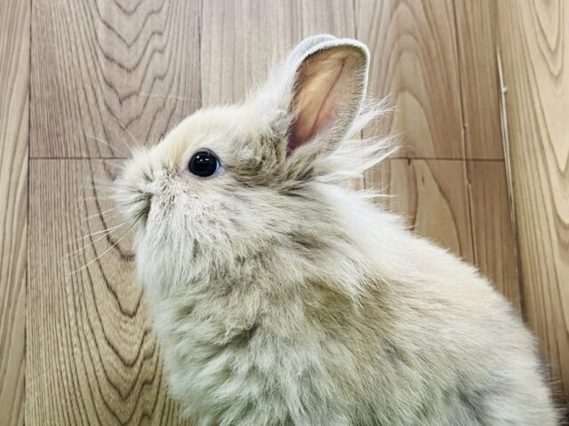 ライオンラビット