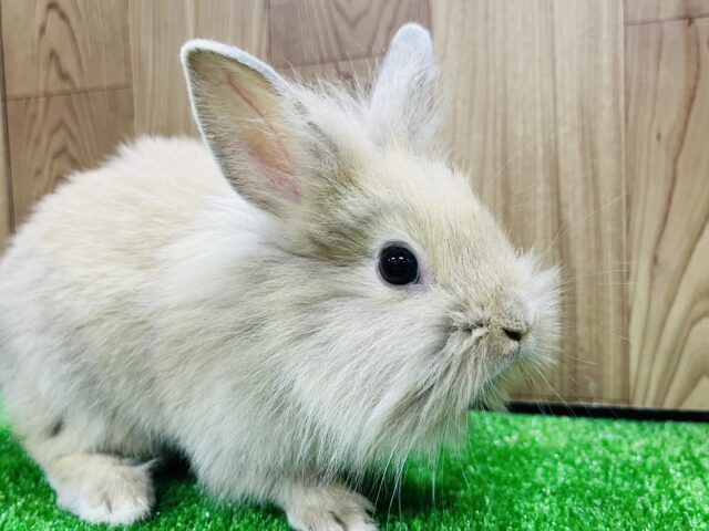 ライオンラビット