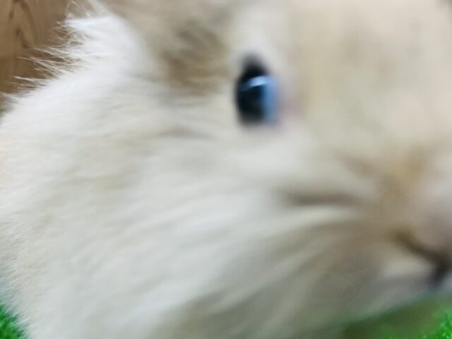 ライオンラビット