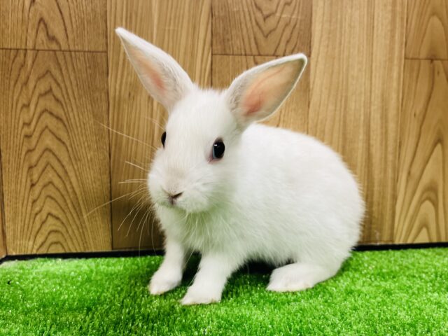 ネザーランドドワーフ