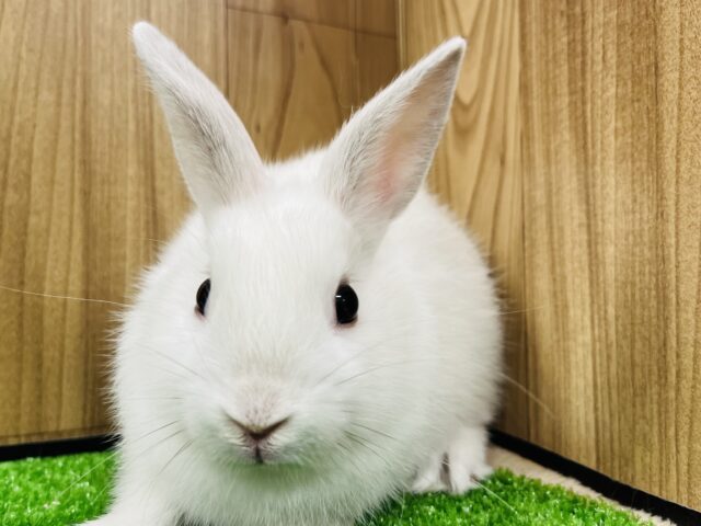 ネザーランドドワーフ