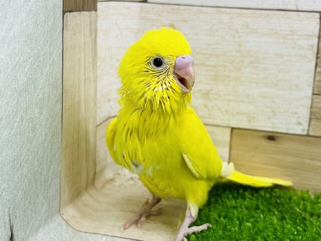 セキセイインコ