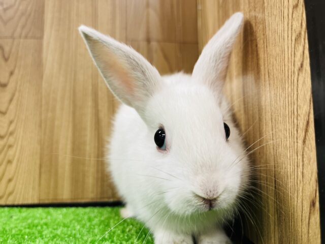 ネザーランドドワーフ