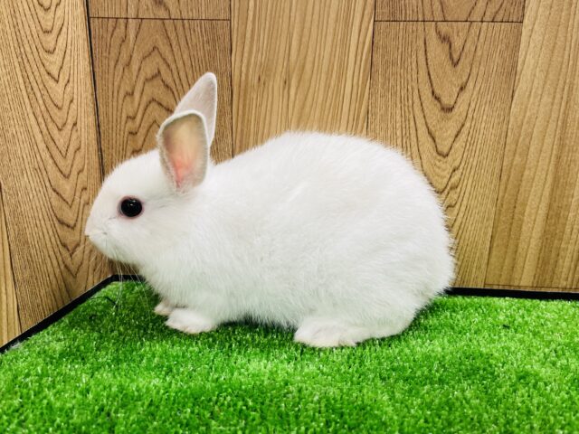 ネザーランドドワーフ