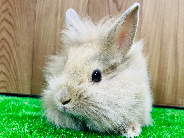 ライオンラビット