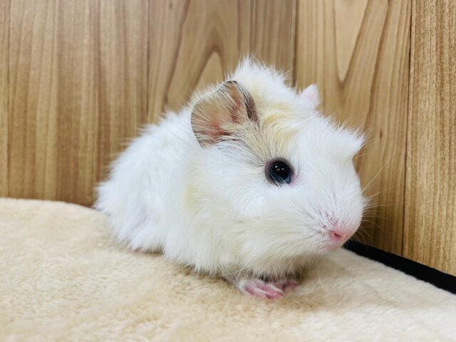 アビシニアンモルモット