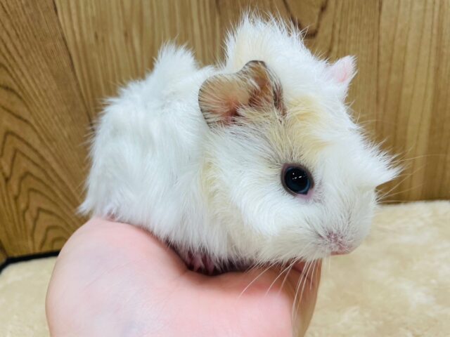 アビシニアンモルモット