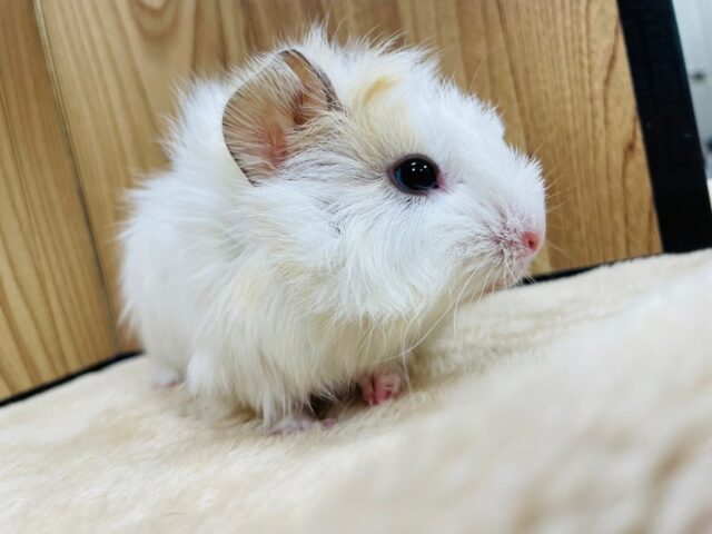 アビシニアンモルモット